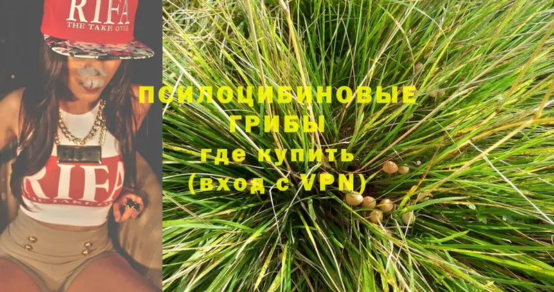 Галлюциногенные грибы Psilocybe  ссылка на мегу ТОР  Донской  как найти закладки 